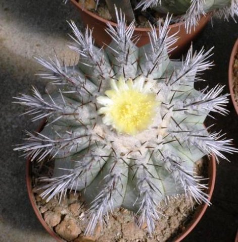 Copiapoa_calderana_4